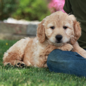 Goldendoodle Puppy Raine