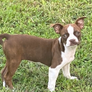 Boston Terrier Puppy Greta