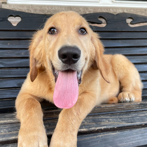 Golden Retriever Puppy Jay