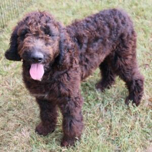 Goldendoodle Puppy Dayna