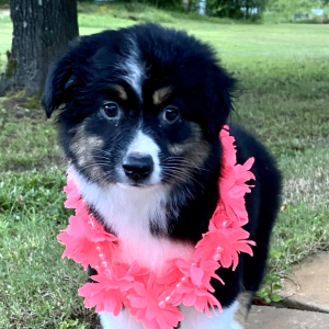 Australian Shepherd Puppy Begonia