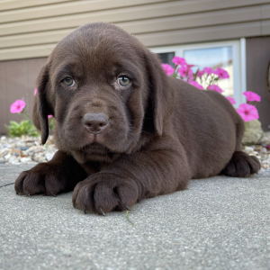 Labrador Retriever Puppy Tammy