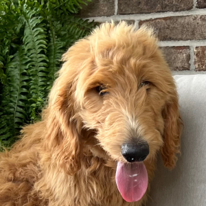Goldendoodle Puppy Jep