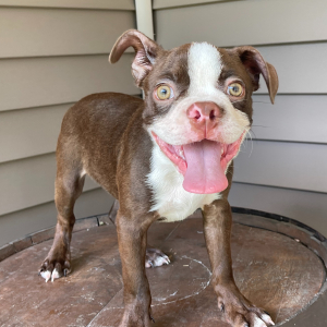 Boston Terrier Puppy Jorge