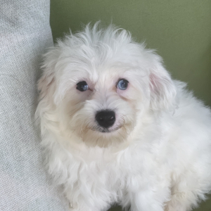 Maltipoo Puppy Daphne