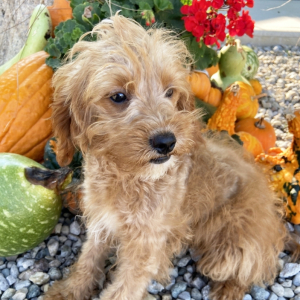 Goldendoodle Puppy Beauty
