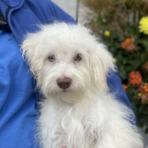 Havanese Puppy Marley