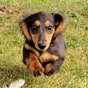 Dachshund Puppy Leina