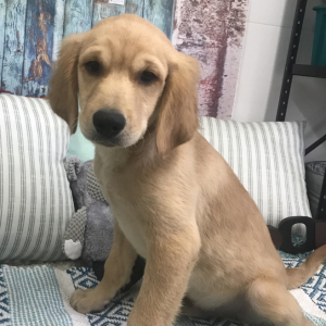 Goldendoodle Puppy Duncan