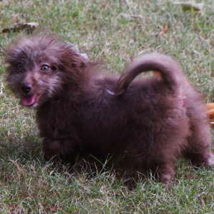 Sheltidoodle Puppy Pia