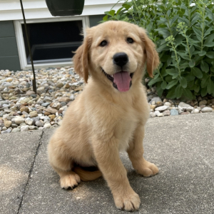 Golden Retriever Puppy Krissie