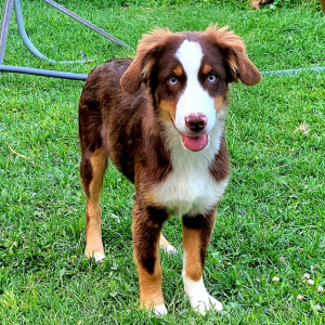 Australian Shepherd Puppy Flash