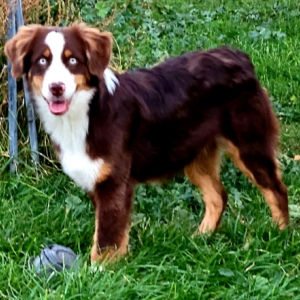 Australian Shepherd Puppy Flash