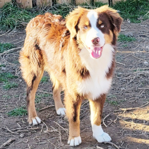 Australian Shepherd Puppy Flash