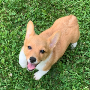 Pembroke Welsh Corgi Puppy Wendy
