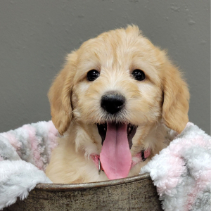 Labradoodle Puppy Shanna