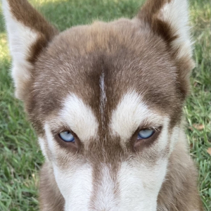 Siberian Husky Puppy Ace