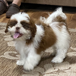 Shih Tzu Puppy John