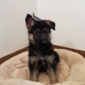 German Shepherd Dog Puppy Harvey