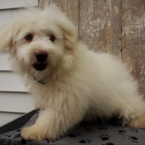Havanese Puppy Pluto