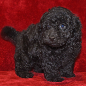 Goldendoodle Puppy Grant
