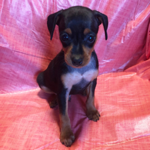 Miniature Pinscher Puppy Webster