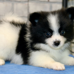 Pomeranian Puppy Logyn