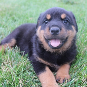 Rottweiler Puppy Julia