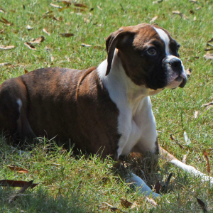 Boxer Puppy Lance