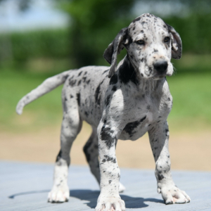Great Dane Puppy Cami
