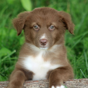 Australian Shepherd Puppy Rose