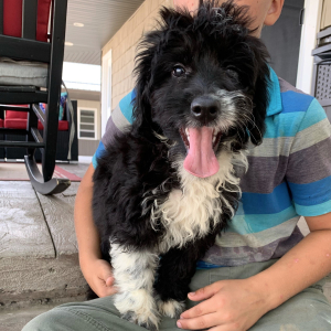 Aussiedoodle Puppy Tommy