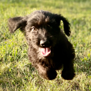 Labradoodle Puppy Mungo