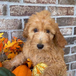 Goldendoodle Puppy Hazel