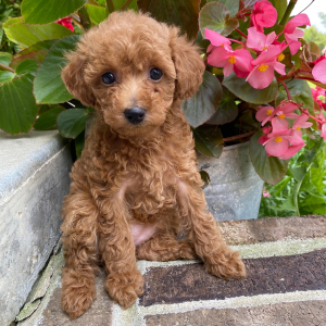 Poodle Puppy Gwen