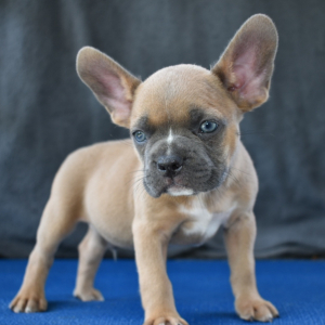 Frenchton Puppy Bruno