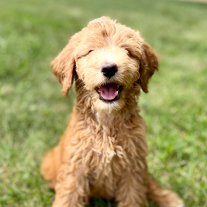Goldendoodle Puppy Portia