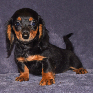 Dachshund Puppy Tierra