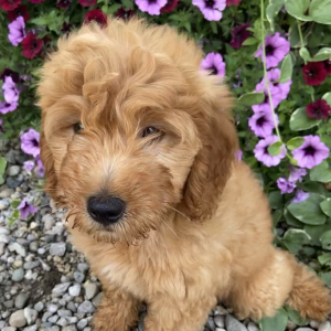 Goldendoodle Puppy Taylor