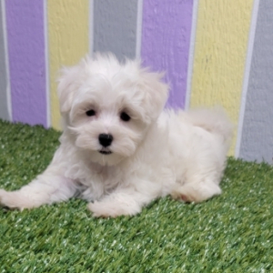 Maltese Puppy Jazz
