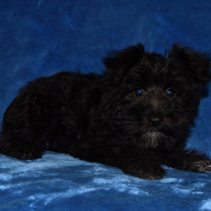 Miniature Schnauzer Puppy Hope
