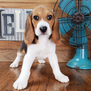 Beagle Puppy Mack