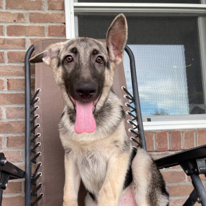 German Shepherd Dog Puppy Phil