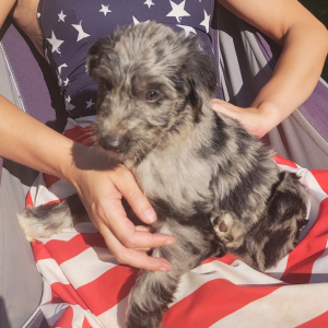Irish Wolfoodle Puppy Elsa