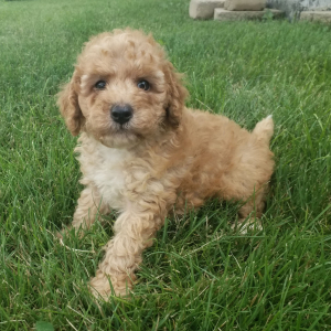 Labradoodle Puppy Princess