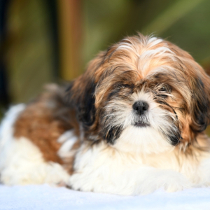 Shih Tzu Puppy Charlotte