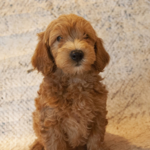 Irish Doodle Puppy Aiden