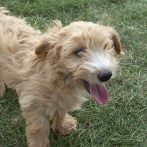 Irish Doodle Puppy Dory