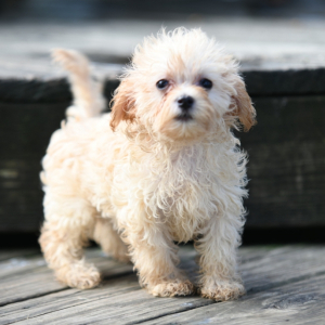 Maltipoo Puppy Alice