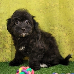 Havapoo Puppy Diana